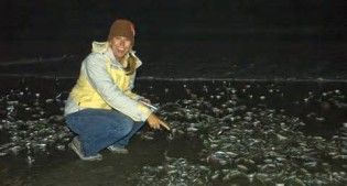 Definitions of grunion