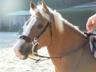hackamore 定義