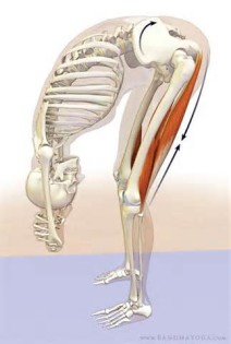 Apibrėžimas hamstrings