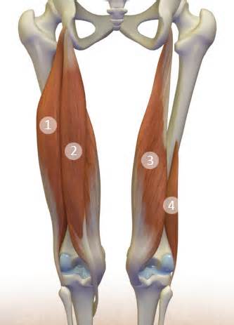 Apibrėžimas hamstrings