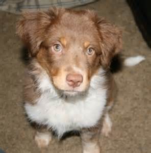 Definitions of heelers