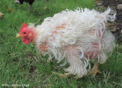 Definisi hen