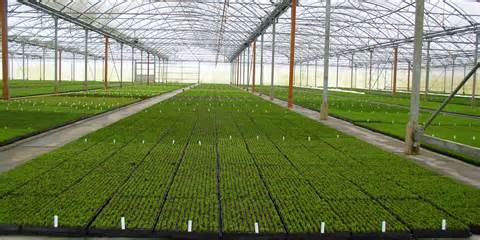 horticulture تعريف