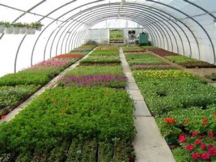 horticulture تعريف