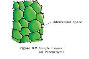 intercellular是什么意思