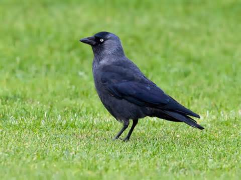 definisyon nan jackdaw