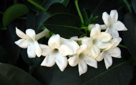 Apibrėžimas jasmine