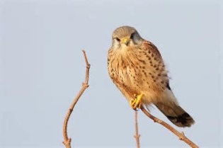 Definice kestrels