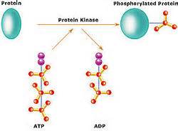 Definice kinase