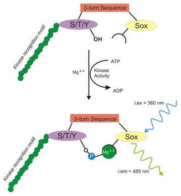 Definice kinase