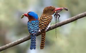 kingfishers परिभाषा