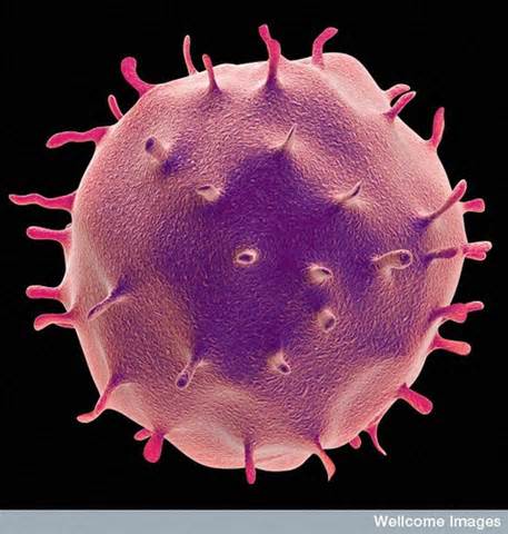 Definice leucocyte