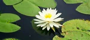 Definice lilied