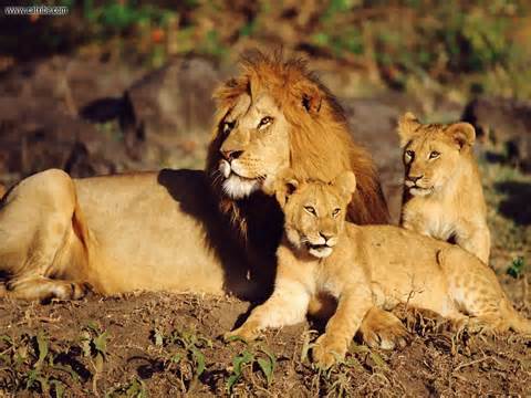 definícia lions