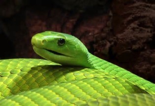 Definition von mambas