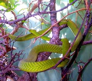 Definition von mambas