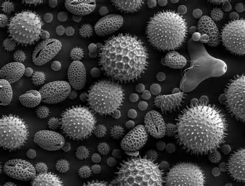 definisyon nan microscopy