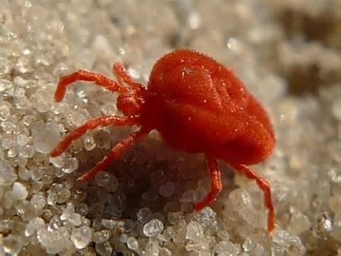 Definitions of mites