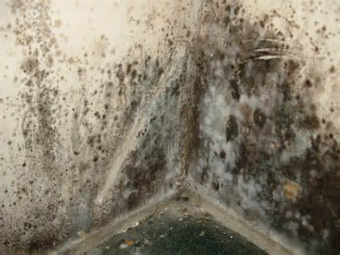 Definice mold