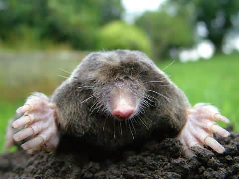 moles کی تعریف
