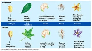 monocots の定義