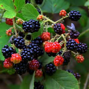 definisyon nan moras