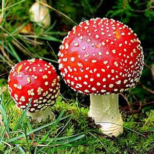 Definizione di mycology