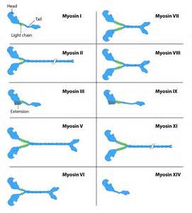 definisyon nan myosins