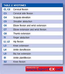 Definice myotomes