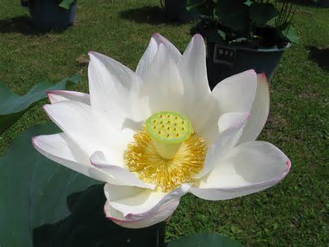definisyon nan nelumbo