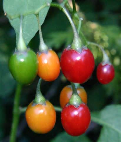 nightshade 定義