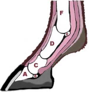 Definice pastern