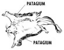 définition de patagium