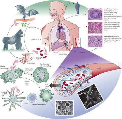 pathogenesis परिभाषा