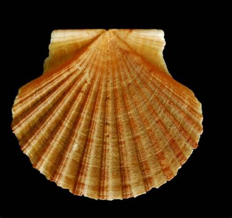 Definice pecten