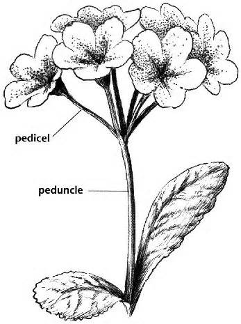 définition de peduncle