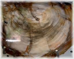 Definisi petrifaction