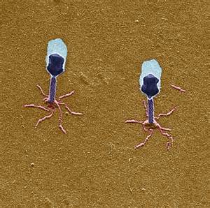 opredelitev phages