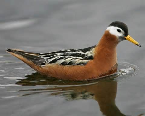 phalarope 定義