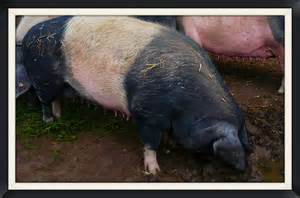 Definisi pigheaded