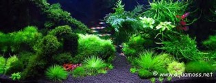 Definice planted