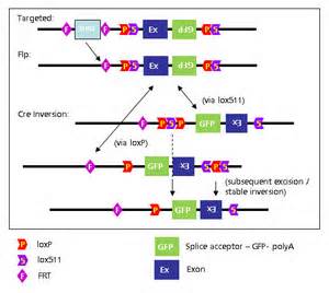 Definice polygene