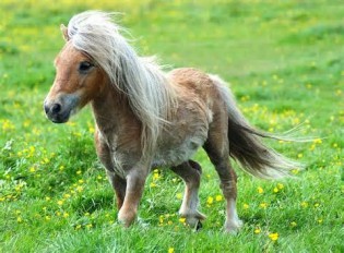 Definice ponies