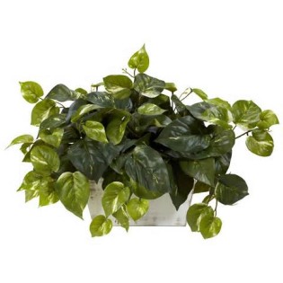 Definisi pothos