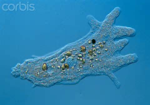 pseudopodia 定義