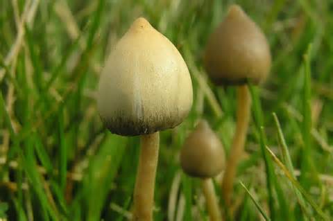 definizzjoni ta psilocybin