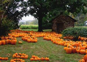 punkins 定義