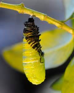opredelitev pupation