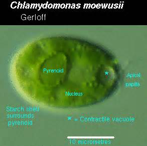 визначення pyrenoid