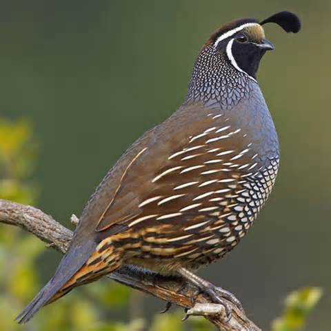 definisyon nan quails